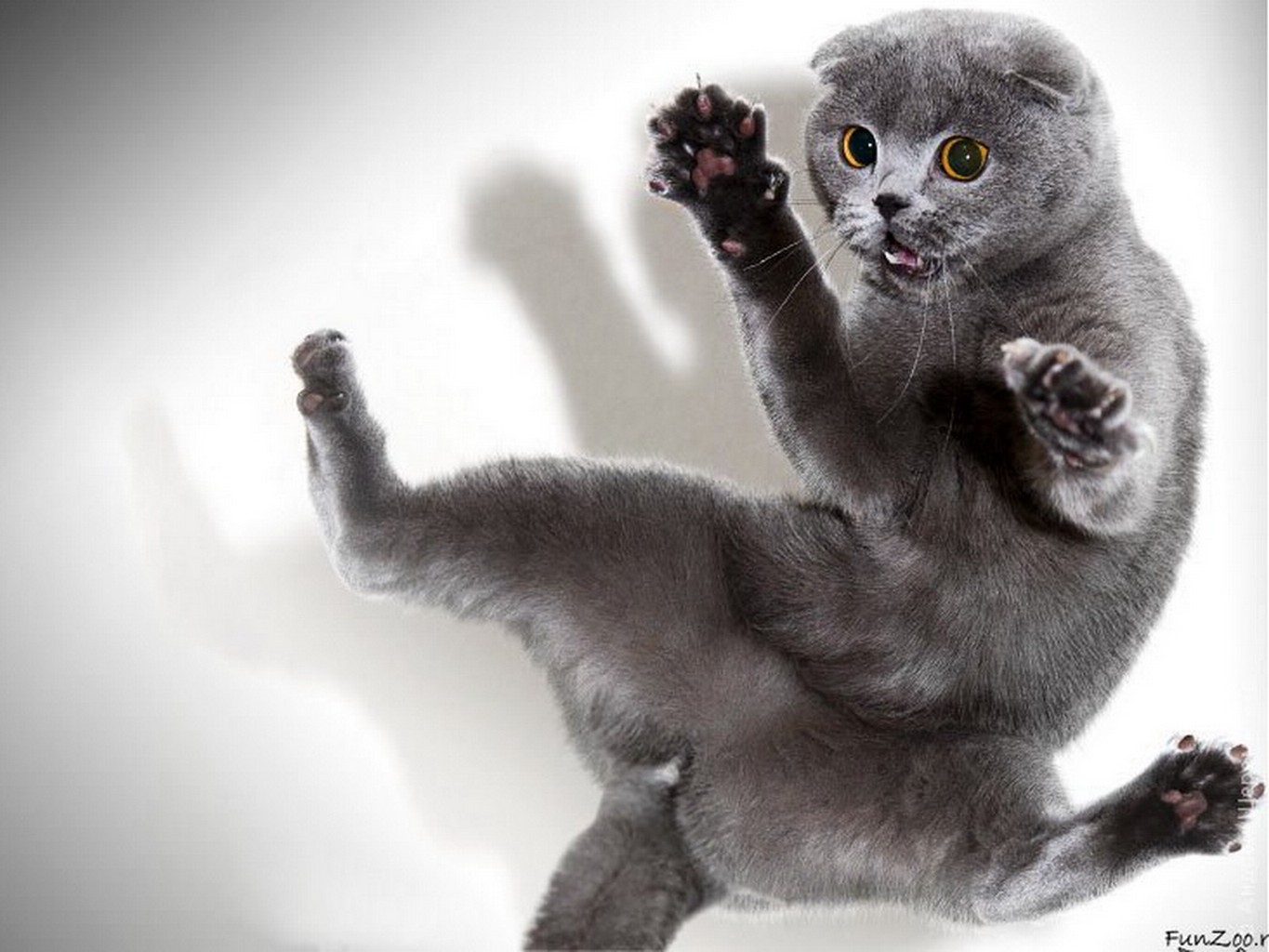 Веселуха кошка