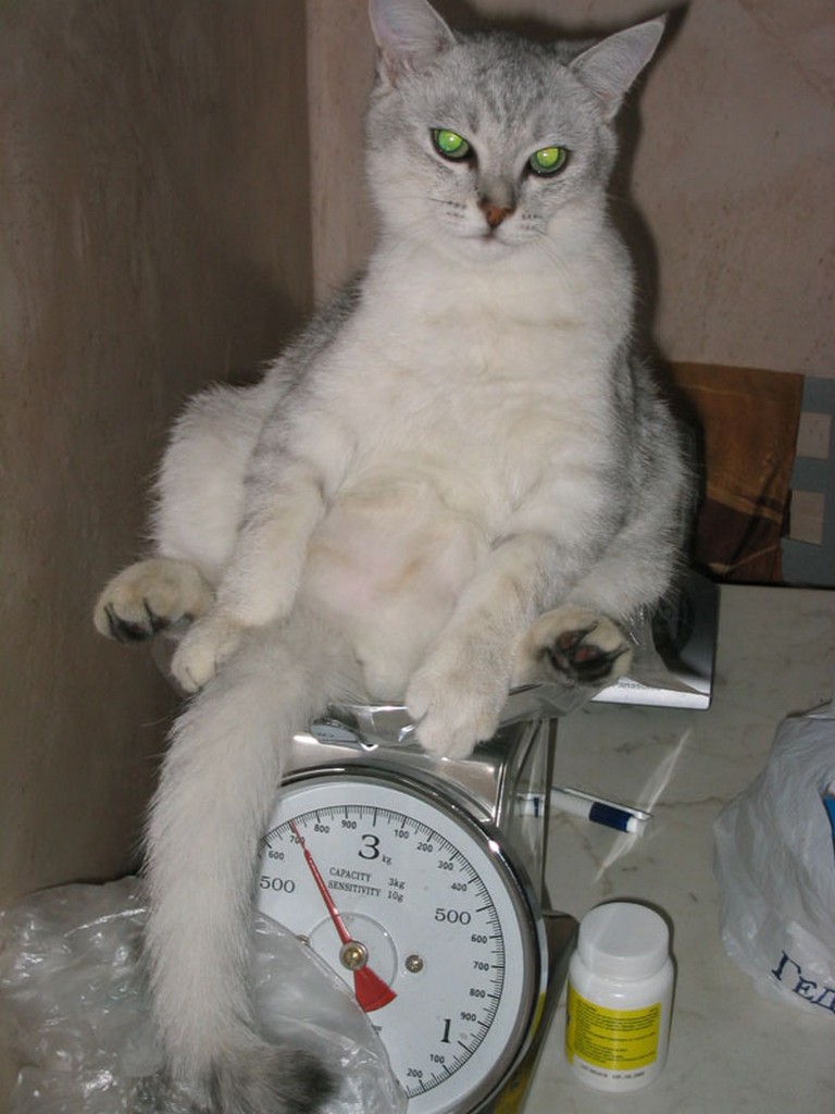3 кота килограмм. Кот взвешивается. Взвешивание кошки. Толстый кот на весах. Котик весы.