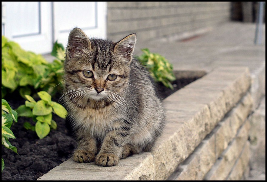 Кошки и котята улицы. Уличные кошки. Дворовый кот. Котенок на улице. Красивые уличные коты.