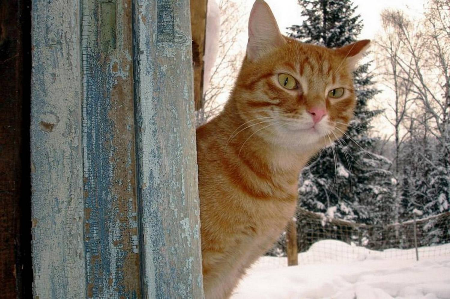 Рыжий кот выглядывает зима