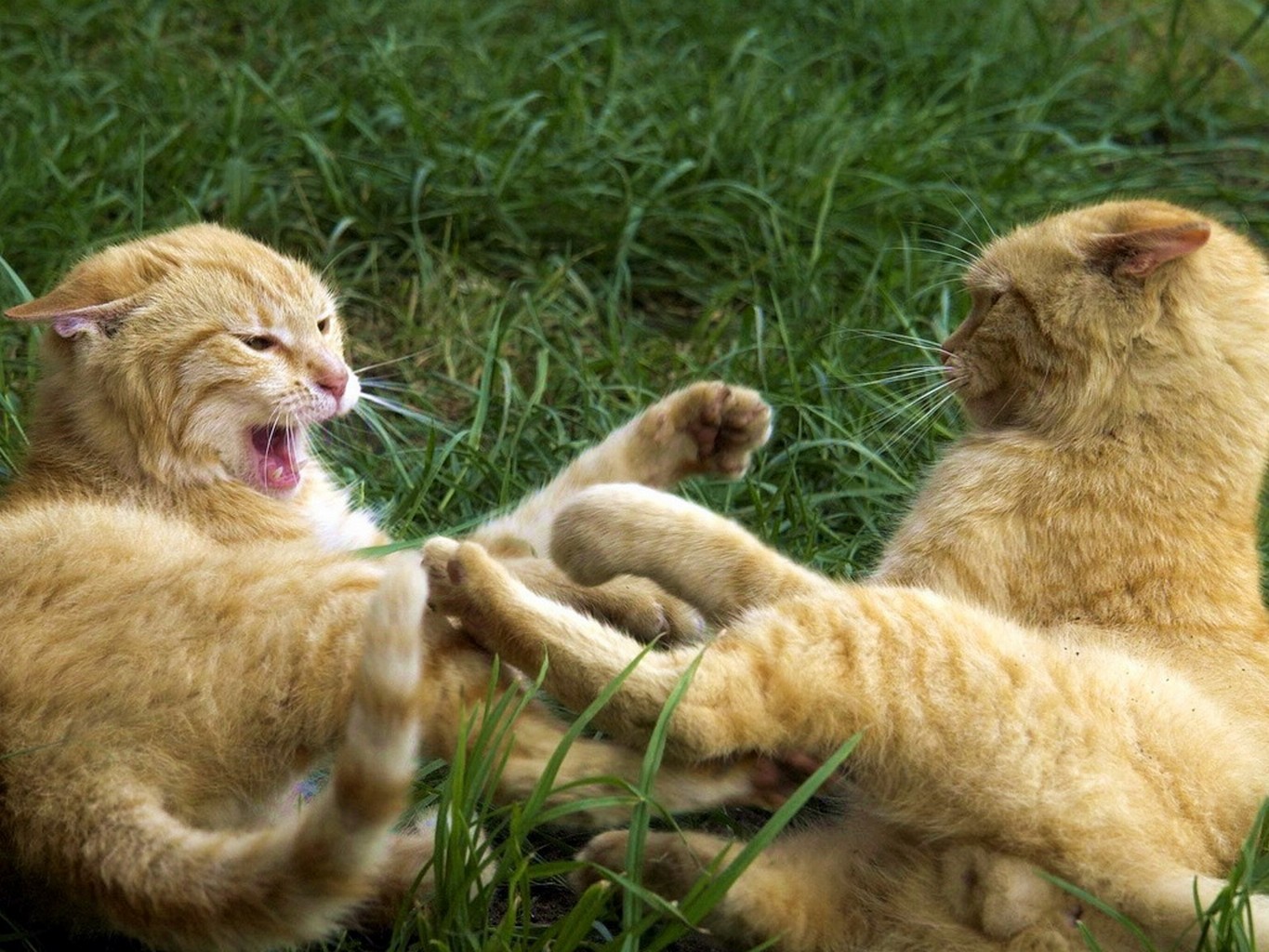 cat fight in grass.