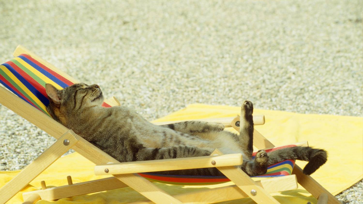 Cat on beach