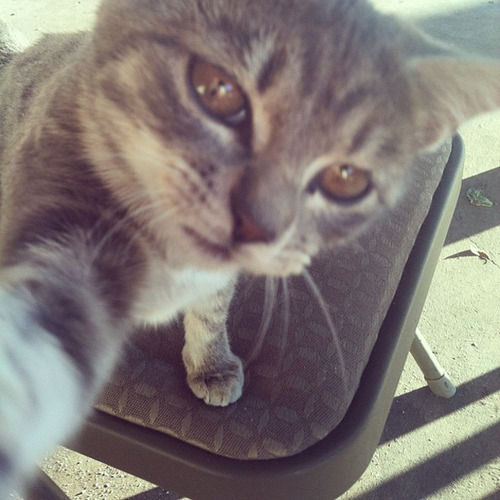 Cat selfie