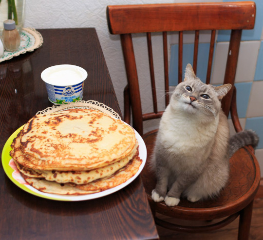 Cat and Pancakes