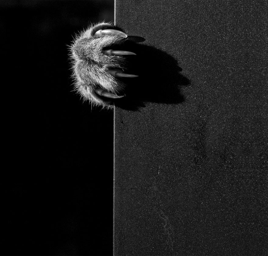 Cat' claw