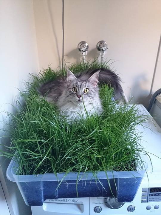 Cat in grass box