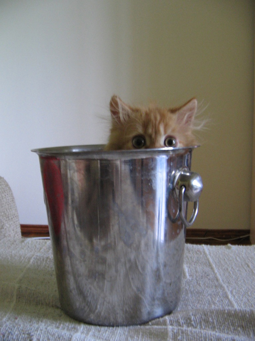 Kitten in bucket