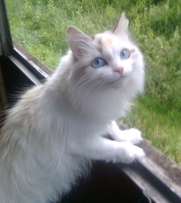 White cat with blue eyes