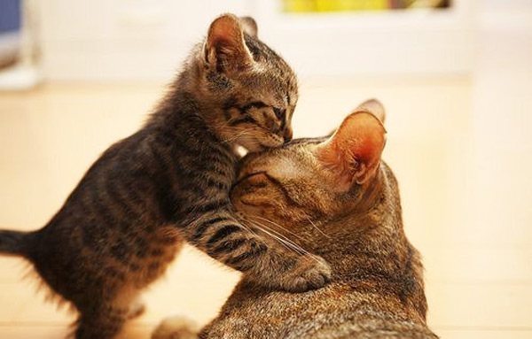 Kitten and Cat-mother