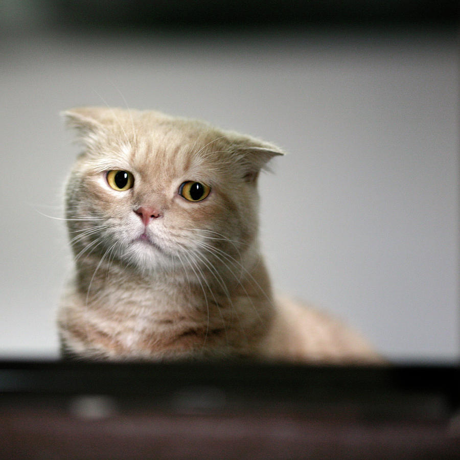 Sad Cat