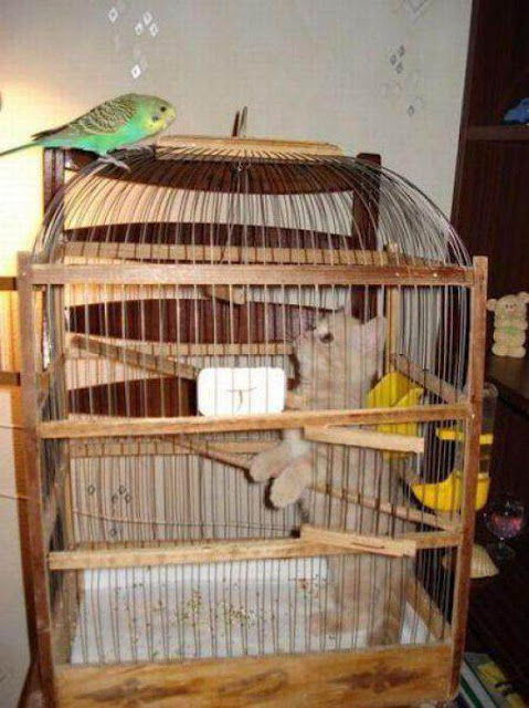 Kitten in cage and parrot not